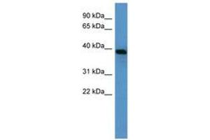 Image no. 1 for anti-alpha 1 Microglobulin/bikunin precursor (AMBP) (AA 115-164) antibody (ABIN6746095) (AMBP antibody  (AA 115-164))