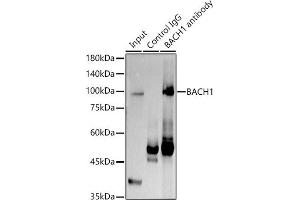 Immunoprecipitation analysis of 300 μg extracts of K-562 cells using 3 μg B antibody (ABIN7265956). (BACH1 antibody  (AA 1-320))