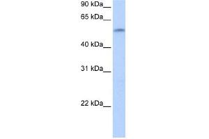 WB Suggested Anti-ZNF280A Antibody Titration:  0. (ZNF280A antibody  (C-Term))