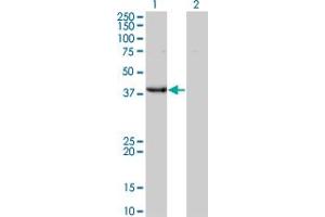 Western Blot analysis of UROD expression in transfected 293T cell line by UROD monoclonal antibody (M01A), clone 1G4.