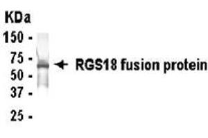 Western Blotting (WB) image for anti-Regulator of G-Protein Signalling 18 (RGS18) (AA 11-100) antibody (ABIN2467882) (RGS18 antibody  (AA 11-100))