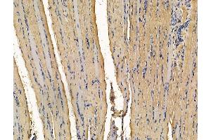 ABIN7096263 and ABIN7100325 at 1/100 staining rat muscle tissue by IHC-P.
