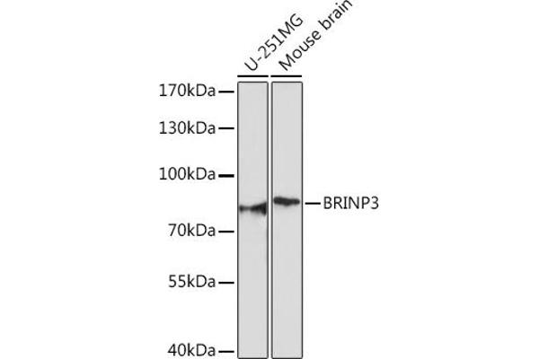 FAM5C antibody