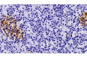 Detection of AMH in Porcine Pancreas Tissue using Polyclonal Antibody to Anti-Mullerian Hormone (AMH) (AMH antibody  (AA 419-575))