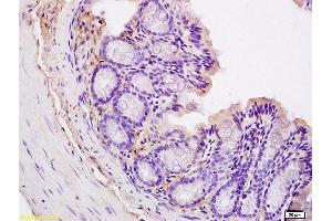 Formalin-fixed and paraffin embedded mouse intestine labeled with Anti CD44v5 Polyclonal Antibody, unconjugated (ABIN680623) at 1:200 followed by incubation with conjugated secondary antibody and DAB staining (CD44RC (AA 61-139) antibody)