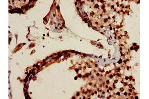 Immunohistochemistry of paraffin-embedded human testis tissue using ABIN7159300 at dilution of 1:100