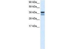 WB Suggested Anti-MAPK14 Antibody Titration:  0.