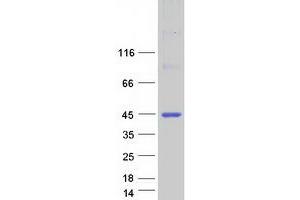 Validation with Western Blot