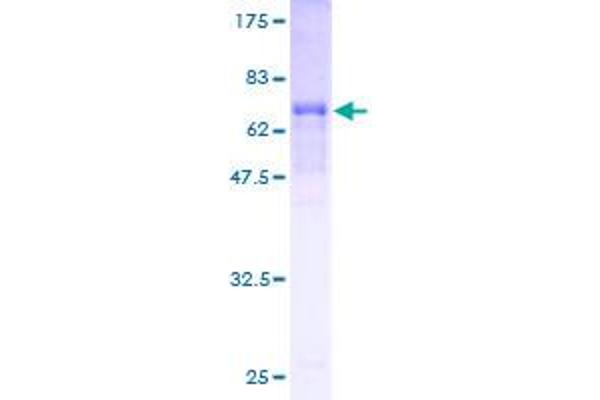 MOCS3 Protein (AA 1-460) (GST tag)