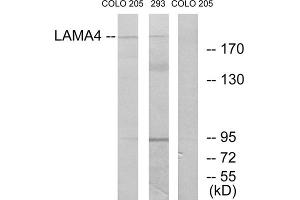 Western blot analysis of extracts from COLO cells and 293 cells, using LAMA4 antibody. (LAMa4 antibody  (Internal Region))