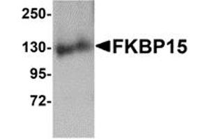Western Blotting (WB) image for anti-FK506 Binding Protein 15, 133kDa (FKBP15) (N-Term) antibody (ABIN1031380) (FKBP15 antibody  (N-Term))