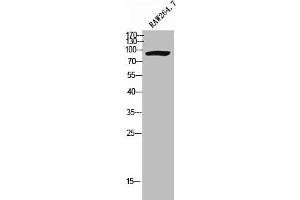 Western Blot analysis of RAW264. (Cadherin 8 antibody  (Internal Region))