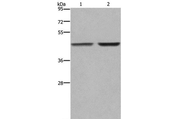 GABPB2 antibody