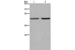 Western Blot analysis of MCF-7 and 231 cell using GABPB2 Polyclonal Antibody at dilution of 1:550 (GABPB2 antibody)