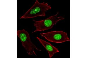 Fluorescent image of NIH/3T3 cells stained with RN Antibody (Center) C. (RNF166 antibody  (AA 71-97))