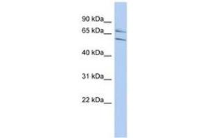 Image no. 1 for anti-PHD Finger Protein 21A (PHF21A) (N-Term) antibody (ABIN6742840) (PHF21A antibody  (N-Term))