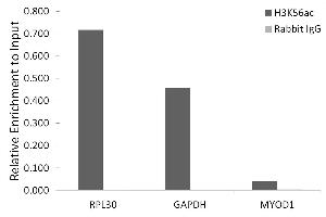 Chromatin immunoprecipitation analysis of extracts of HeLa cells, using Acetyl-Histone H3-K56 antibody (ABIN7267674) and rabbit IgG. (Histone 3 antibody  (H3K56))