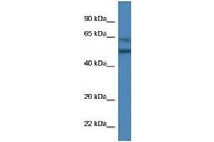 Image no. 1 for anti-Olfactomedin 3 (OLFM3) (AA 390-439) antibody (ABIN6746352) (Olfactomedin 3 antibody  (AA 390-439))