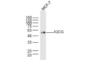 MCF-7 lysates probed with IQCG Polyclonal Antibody, Unconjugated  at 1:300 dilution and 4˚C overnight incubation.