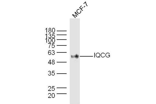 IQCG 抗体