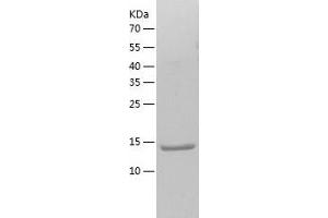 Western Blotting (WB) image for Interleukin 1 eta (FIL1h) (AA 31-183) protein (His tag) (ABIN7123516) (FIL1h Protein (AA 31-183) (His tag))