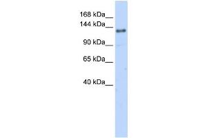 Western Blotting (WB) image for anti-Eukaryotic Translation Initiation Factor 4 gamma 2 (EIF4G2) antibody (ABIN2458490) (EIF4G2 antibody)