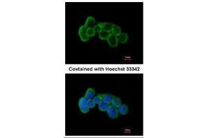 ICC/IF Image Immunofluorescence analysis of methanol-fixed A431, using FLRT1, antibody at 1:200 dilution. (FLRT1 antibody)