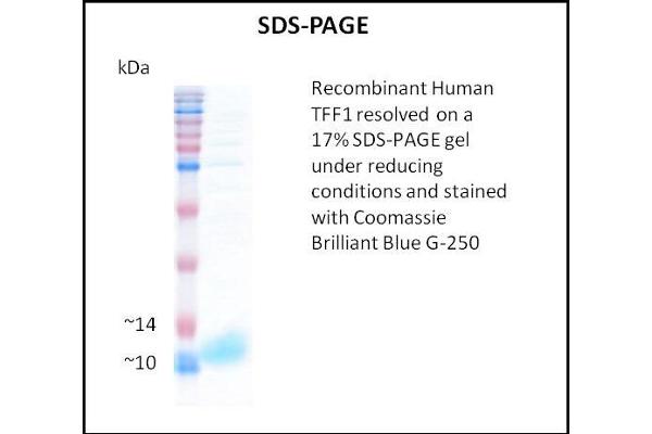 TFF1 Protein