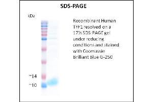 SDS-PAGE (SDS) image for Trefoil Factor 1 (TFF1) (Active) protein (ABIN5509512) (TFF1 Protein)