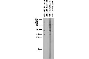 Adult rat brain membrane immunoblot.