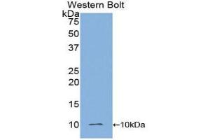 Western Blotting (WB) image for anti-Insulin (INS) (AA 90-110) antibody (ABIN3208618) (Insulin antibody  (AA 90-110))