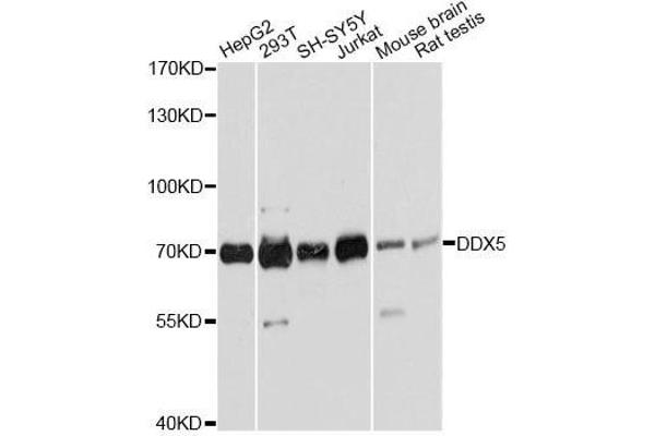 DDX5 抗体  (AA 1-614)
