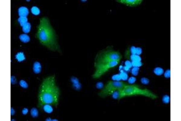 MLF1 antibody