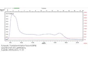 Size-exclusion chromatography-High Pressure Liquid Chromatography (SEC-HPLC) image for Eukaryotic Translation Initiation Factor 6 (EIF6) (AA 1-245) protein (Strep Tag) (ABIN3081816)