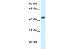 Image no. 1 for anti-Integrin-Linked Kinase-Associated Serine/threonine Phosphatase 2C (ILKAP) (AA 310-359) antibody (ABIN6747741) (ILKAP antibody  (AA 310-359))