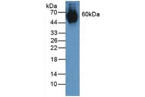 Figure. (Elastin antibody  (AA 392-645))