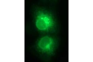 Immunofluorescence (IF) image for anti-T-cell surface glycoprotein CD1c (CD1C) antibody (ABIN2670676)