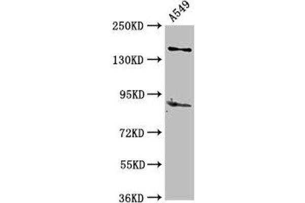 AFF2 antibody  (AA 575-705)