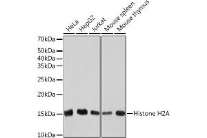 Western blot analysis of extracts of various cell lines, using Histone H2A Rabbit mAb (ABIN7267703) at 1:1000 dilution. (HIST1H2AE antibody)