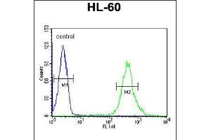 Flow cytometric analysis of HL-60 cells (right histogram) compared to a negative control cell (left histogram). (CRIP1 antibody  (C-Term))