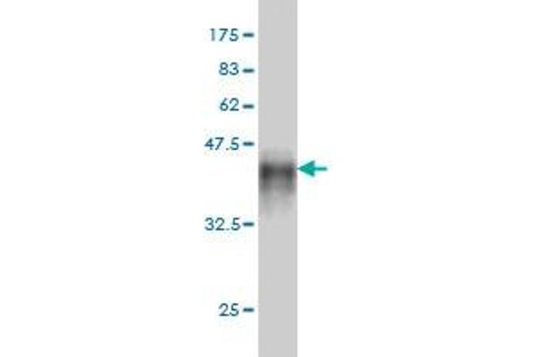 MAST2 antibody  (AA 688-792)