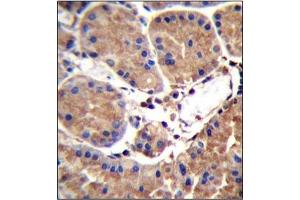 Immunohistochemistry analysis in Formalin Fixed, Paraffin Embedded Human stomach tissue stained with SAAL1 antibody (C-term) followed by peroxidase conjugation of the secondary antibody and DAB staining. (SAAL1 antibody  (C-Term))