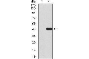 Western blot analysis using TARDBP mAb against HEK293 (1) and TARDBP (AA: 126-260)-hIgGFc transfected HEK293 (2) cell lysate. (TARDBP antibody  (AA 126-260))