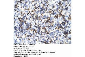 Human Liver (RUVBL2 antibody  (N-Term))