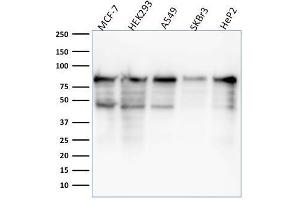 Western Blot Analysis of MCF-7, HEK-293, A549, SKBr3, HeP2 lysate using MCM7 Mouse Monoclonal Antibody (MCM7/1468).