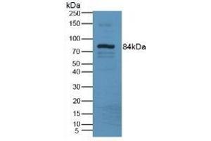 Detection of LOXL3 in Mouse Serum Tissue using Polyclonal Antibody to Lysyl Oxidase Like Protein 3 (LOXL3) (LOXL3 antibody  (AA 509-712))