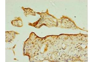 TSPAN31 antibody  (AA 94-173)