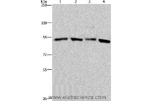 Western blot analysis of Hela and K562 cell, mouse brain tissue and 293T cell, using HSP90AA1 Polyclonal Antibody at dilution of 1:300 (HSP90AA2 antibody)