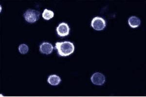 Immunofluorescent staining on HL60 cells.