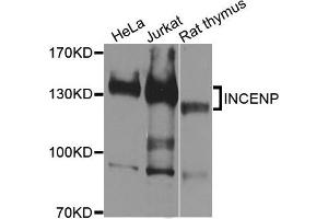 Western blot analysis of extracts of various cells, using INCENP antibody. (INCENP antibody)